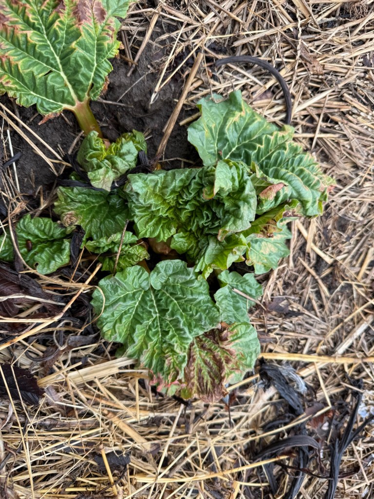 rhubarb