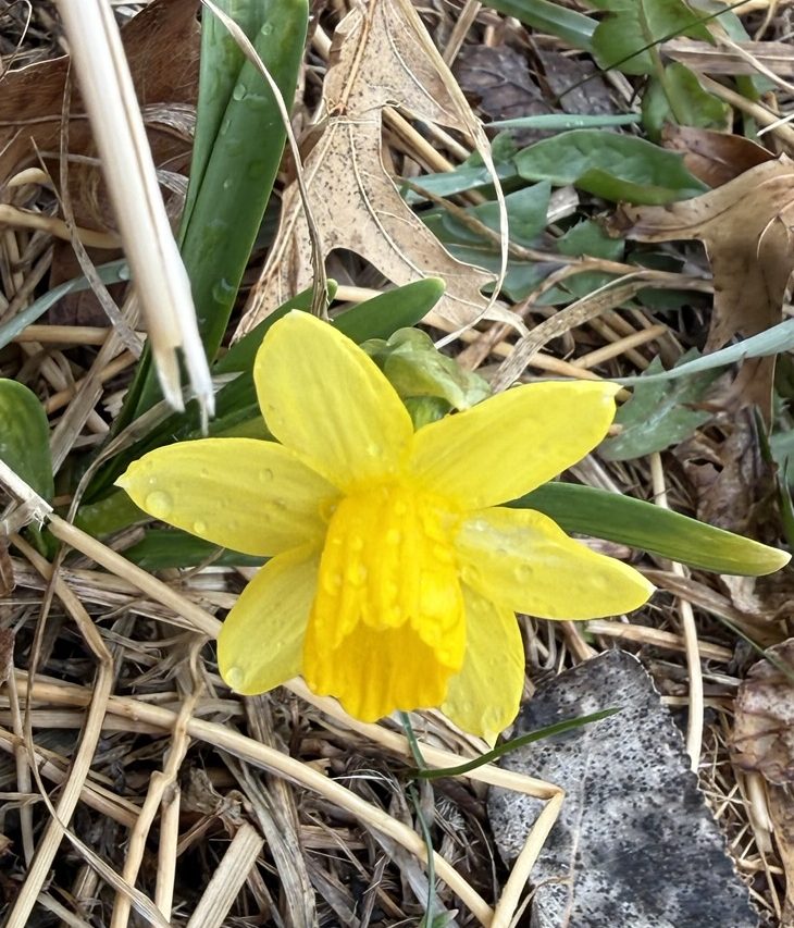 daffodil