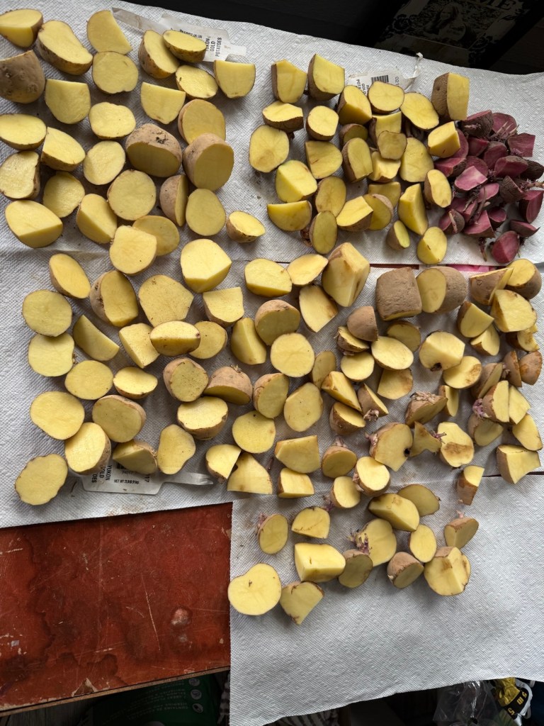 seed potatoes