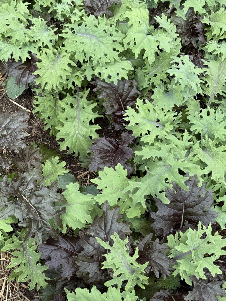 KALE